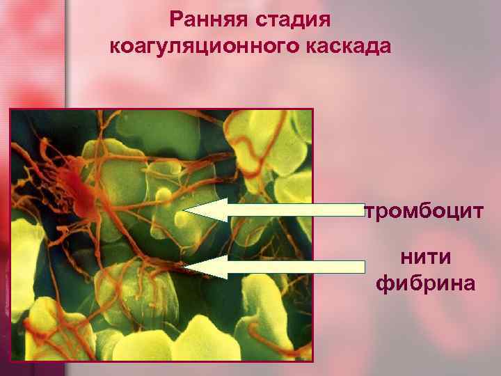Ранняя стадия коагуляционного каскада тромбоцит нити фибрина 