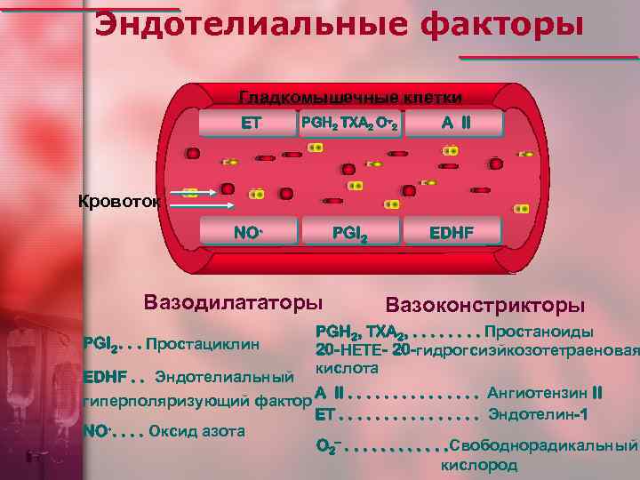 Эндотелиальные факторы Гладкомышечные клетки ET . PGH 2 TXA 2 O– 2 NO. PGI