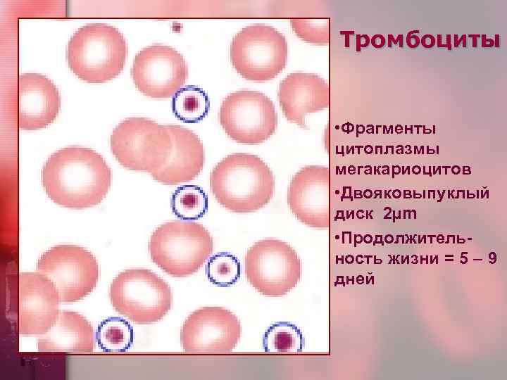 Тромбоциты • Фрагменты цитоплазмы мегакариоцитов • Двояковыпуклый диск 2µm • Продолжительность жизни = 5