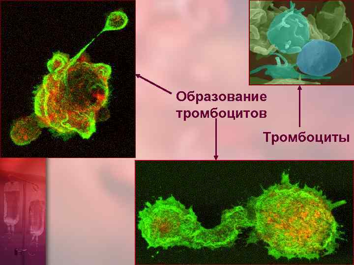 Система гемостаза картинки