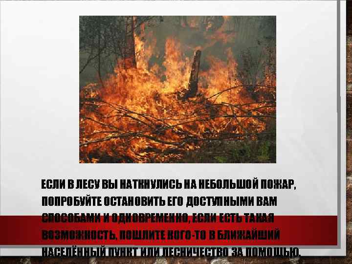 ЕСЛИ В ЛЕСУ ВЫ НАТКНУЛИСЬ НА НЕБОЛЬШОЙ ПОЖАР, ПОПРОБУЙТЕ ОСТАНОВИТЬ ЕГО ДОСТУПНЫМИ ВАМ СПОСОБАМИ