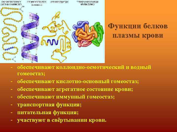 Функции белков плазмы крови - обеспечивают коллоидно-осмотический и водный гомеостаз; - обеспечивают кислотно-основный гомеостаз;