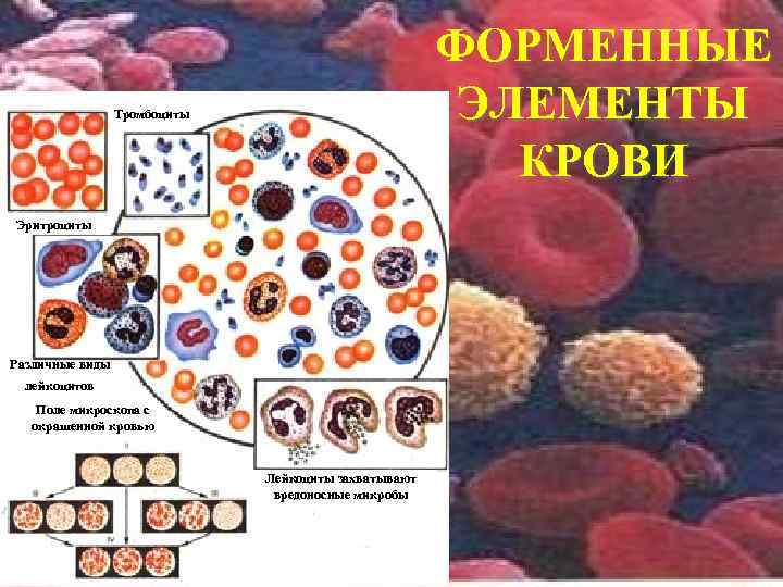 ФОРМЕННЫЕ ЭЛЕМЕНТЫ КРОВИ Тромбоциты Эритроциты Различные виды лейкоцитов Поле микроскопа с окрашенной кровью Лейкоциты