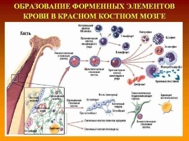 ОБРАЗОВАНИЕ ФОРМЕННЫХ ЭЛЕМЕНТОВ КРОВИ В КРАСНОМ КОСТНОМ МОЗГЕ 