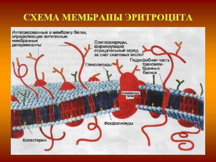 На мембране эритроцитов располагаются особые вещества