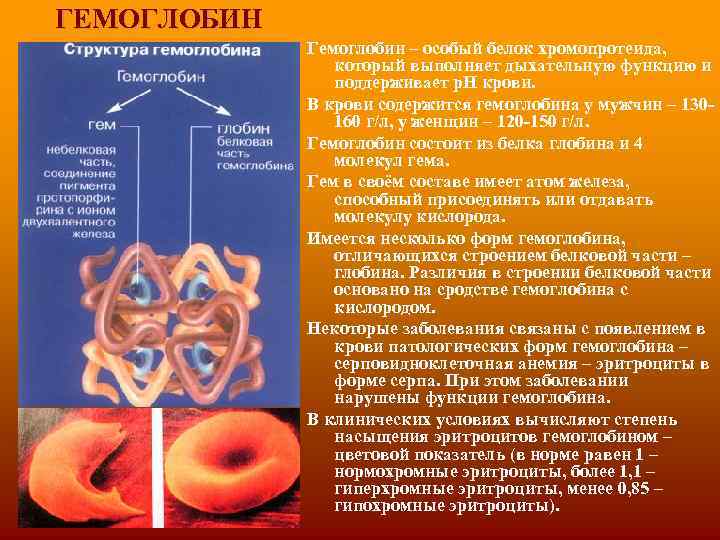 ГЕМОГЛОБИН Гемоглобин – особый белок хромопротеида, который выполняет дыхательную функцию и поддерживает р. Н