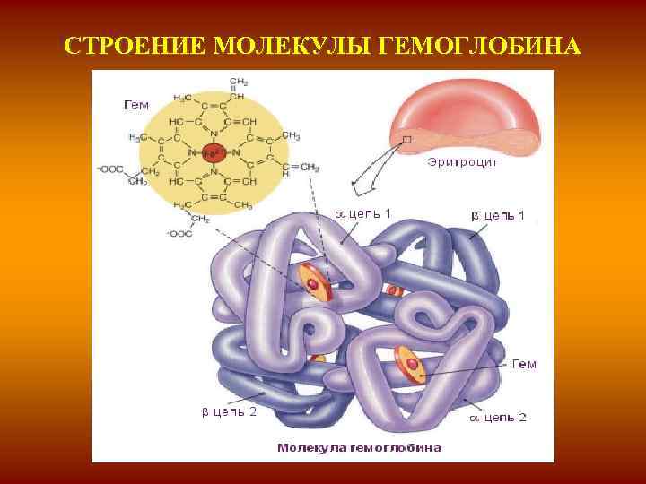 СТРОЕНИЕ МОЛЕКУЛЫ ГЕМОГЛОБИНА 