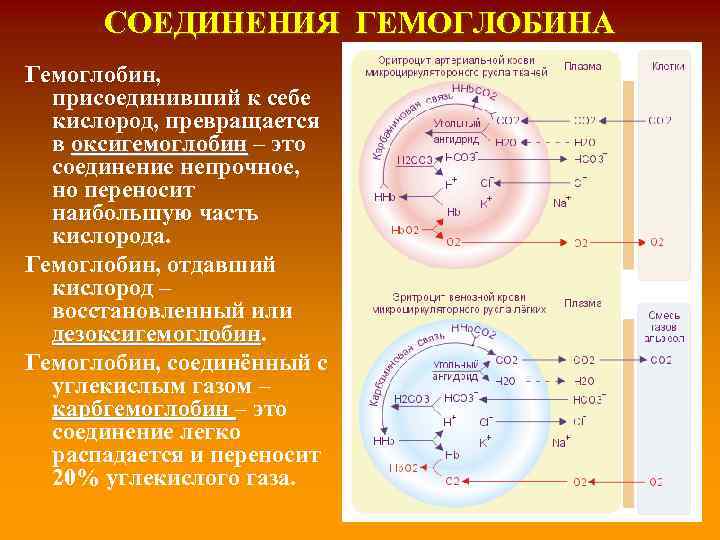 Соединения гемоглобина