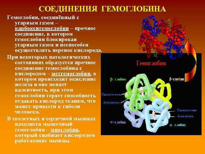 Схема связывания газов гемоглобином карбокси и метгемоглобин