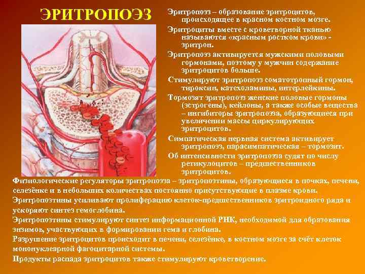 ЭРИТРОПОЭЗ Эритропоэз – образование эритроцитов, происходящее в красном костном мозге. Эритроциты вместе с кроветворной