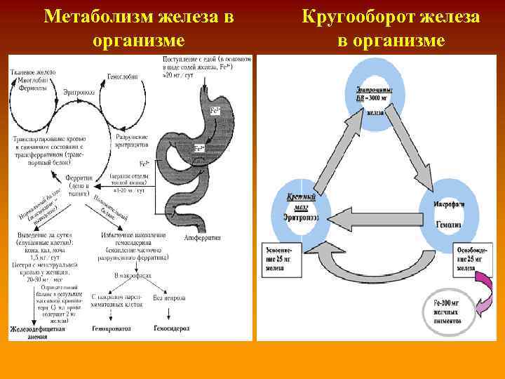Обмен железа в печени. Схема метаболизма железа в организме. Этапы метаболизма железа в организме биохимия. Схема обмена железа в организме патофизиология. Схема обмена железа в организме биохимия.