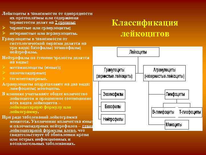 Лейкоциты в зависимости от однородности их протоплазмы или содержания зернистости делят на 2 группы: