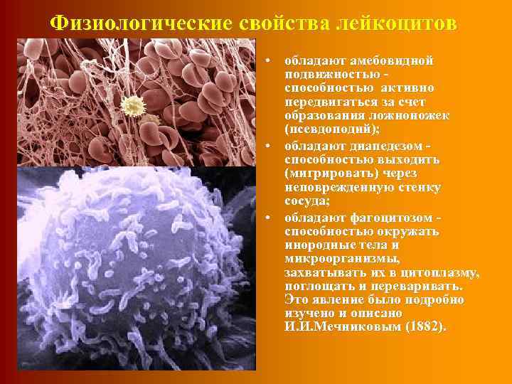 Физиологические свойства лейкоцитов • обладают амебовидной подвижностью способностью активно передвигаться за счет образования ложноножек