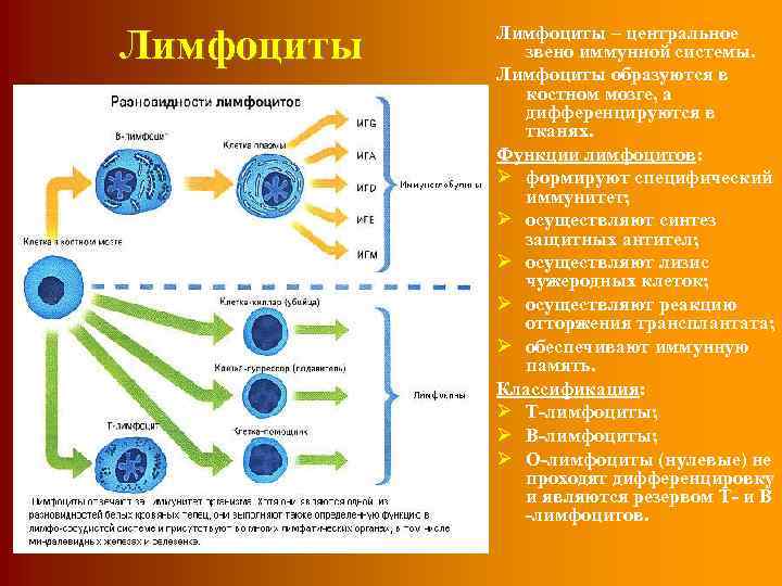 Лимфоциты – центральное звено иммунной системы. Лимфоциты образуются в костном мозге, а дифференцируются в