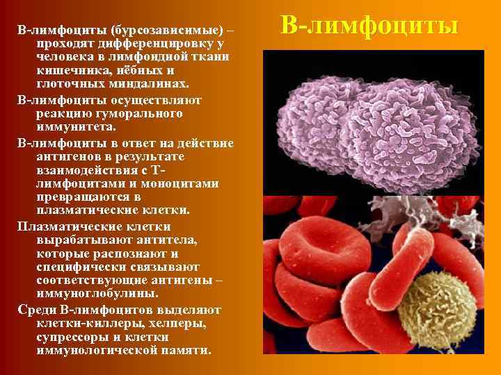 В-лимфоциты (бурсозависимые) – проходят дифференцировку у человека в лимфоидной ткани кишечника, нёбных и глоточных