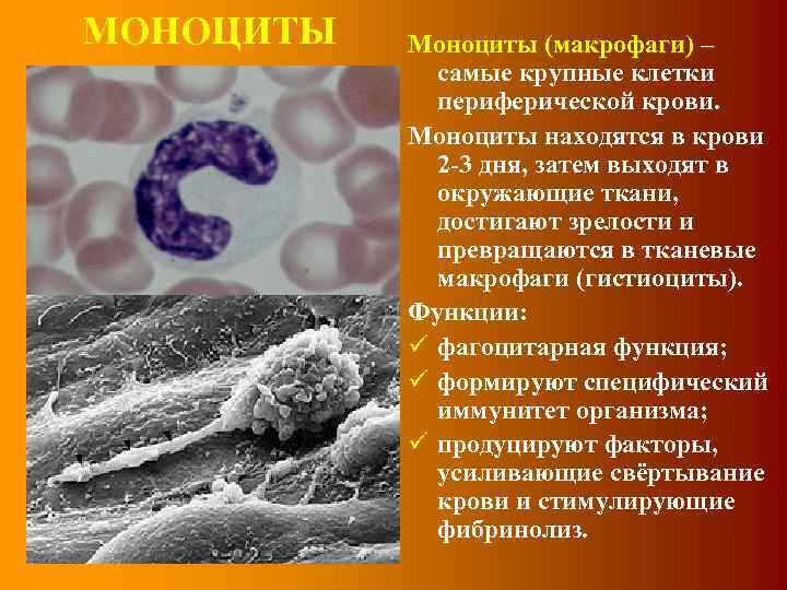 Моноцитов в крови 1. Моноциты и макрофаги. Макрофаги в крови. Моноциты в периферической крови..