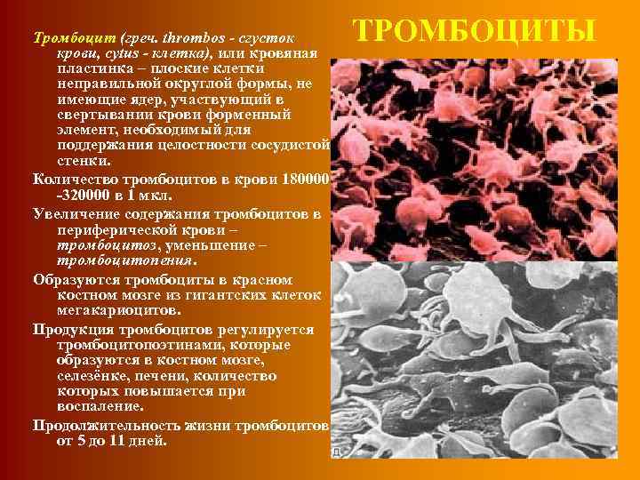 Тромбоцит (греч. thrombos - сгусток крови, суtus - клетка), или кровяная пластинка – плоские