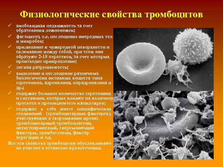 Физиологические свойства тромбоцитов ü амебовидная подвижность за счет образования ложноножек; ü фагоцитоз, т. е.