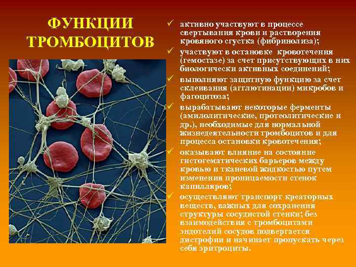 ФУНКЦИИ ТРОМБОЦИТОВ ü активно участвуют в процессе свертывания крови и растворения кровяного сгустка (фибринолиза);