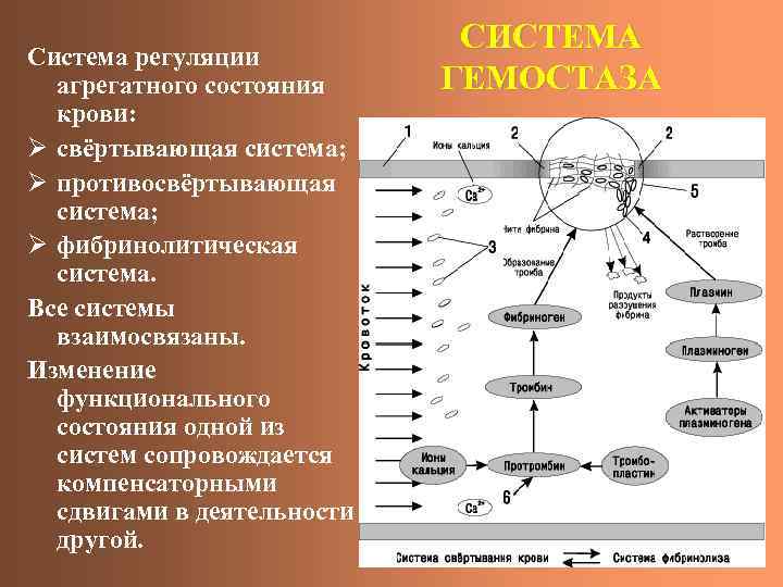 Нарисуйте схему функциональной системы регуляции минутного объема крови