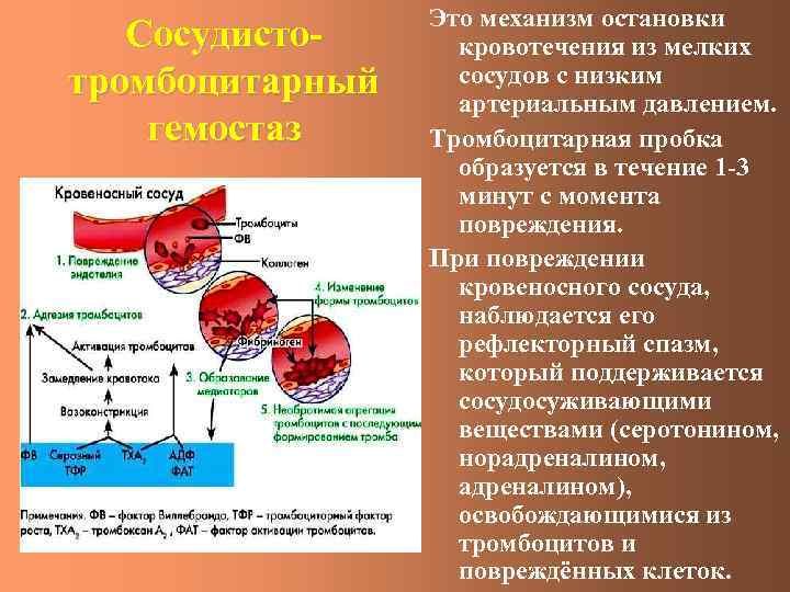 Сосудистотромбоцитарный гемостаз Это механизм остановки кровотечения из мелких сосудов с низким артериальным давлением. Тромбоцитарная