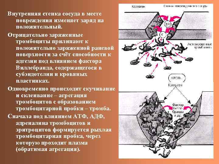 Внутренняя стенка сосуда в месте повреждения изменяет заряд на положительный. Отрицательно заряженные тромбоциты прилипают