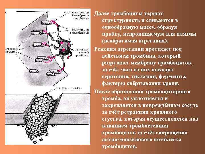 Далее тромбоциты теряют структурность и сливаются в однообразную массу, образуя пробку, непроницаемую для плазмы