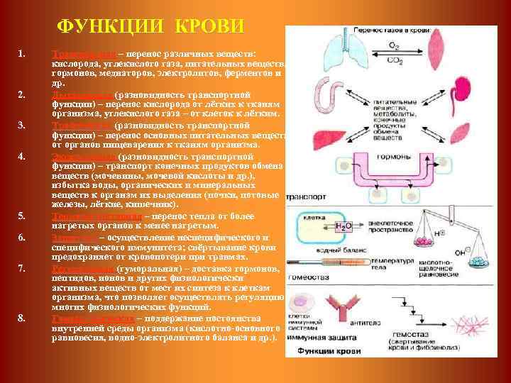 ФУНКЦИИ КРОВИ 1. 2. 3. 4. 5. 6. 7. 8. Транспортная – перенос различных