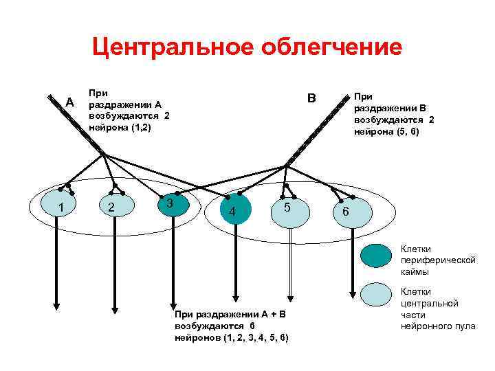 Центр нейрофизиологии. Центральное облегчение. Свойство центрального облегчения. Раздражение это в нейрофизиологии. Явление центрального облегчения.