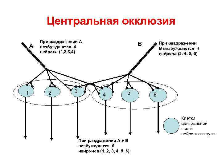 Центральная окклюзия А 1 При раздражении А возбуждаются 4 нейрона (1, 2, 3, 4)