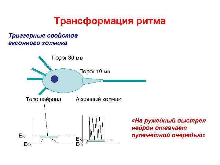 Трансформация ритма Триггерные свойства аксонного холмика Порог 30 мв Порог 10 мв Тело нейрона