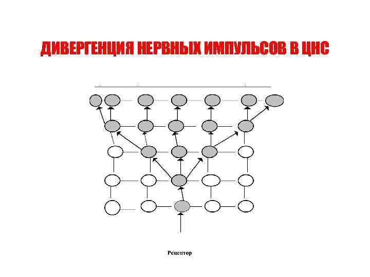 ДИВЕРГЕНЦИЯ НЕРВНЫХ ИМПУЛЬСОВ В ЦНС 