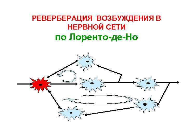 РЕВЕРБЕРАЦИЯ ВОЗБУЖДЕНИЯ В НЕРВНОЙ СЕТИ по Лоренто-де-Но 