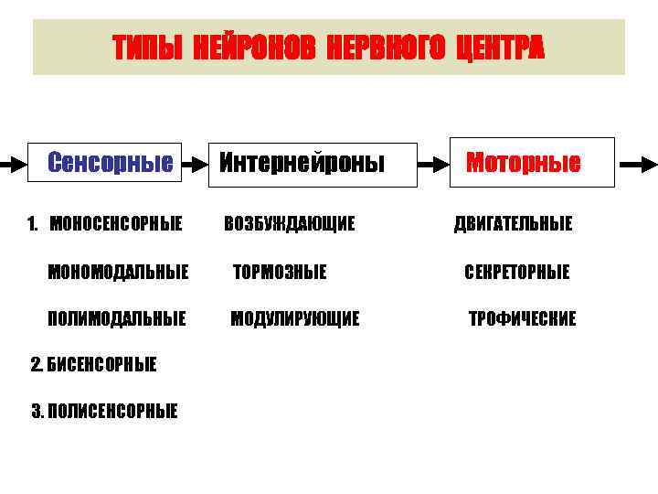 ТИПЫ НЕЙРОНОВ НЕРВНОГО ЦЕНТРА Сенсорные 1. МОНОСЕНСОРНЫЕ Интернейроны ВОЗБУЖДАЮЩИЕ Моторные ДВИГАТЕЛЬНЫЕ МОНОМОДАЛЬНЫЕ ТОРМОЗНЫЕ СЕКРЕТОРНЫЕ