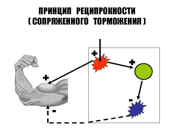 ПРИНЦИП РЕЦИПРОКНОСТИ ( СОПРЯЖЕННОГО ТОРМОЖЕНИЯ ) + + + - - 