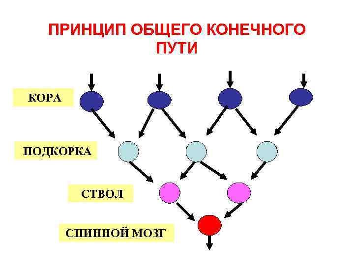 ПРИНЦИП ОБЩЕГО КОНЕЧНОГО ПУТИ КОРА ПОДКОРКА СТВОЛ СПИННОЙ МОЗГ 