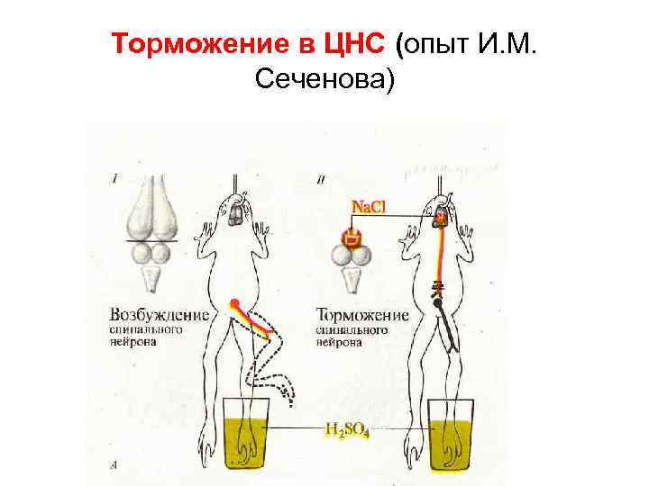 Торможение в ЦНС (опыт И. М. Сеченова) 
