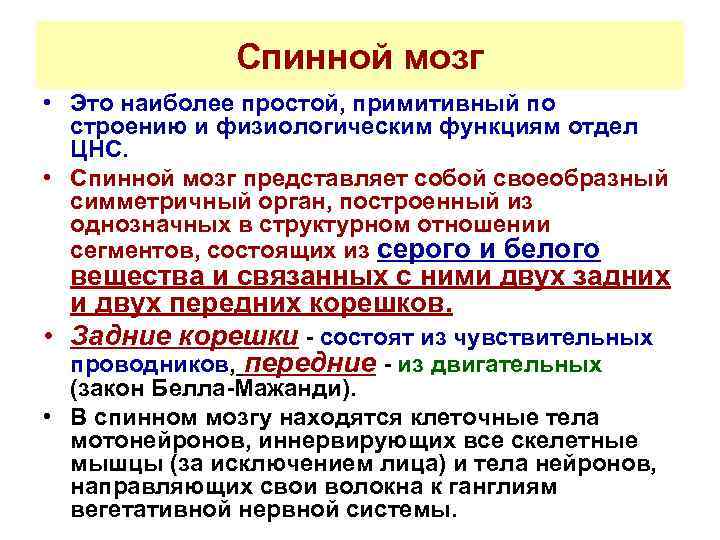 Спинной мозг • Это наиболее простой, примитивный по строению и физиологическим функциям отдел ЦНС.
