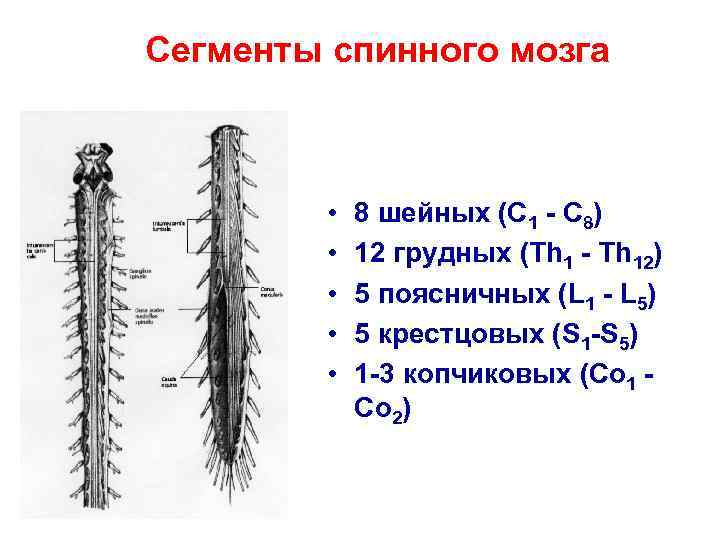 Сегменты спинного мозга • • • 8 шейных (C 1 - C 8) 12