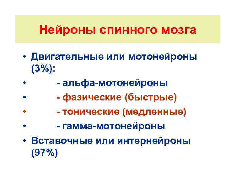 Нейроны спинного мозга • Двигательные или мотонейроны (3%): • - альфа-мотонейроны • - фазические