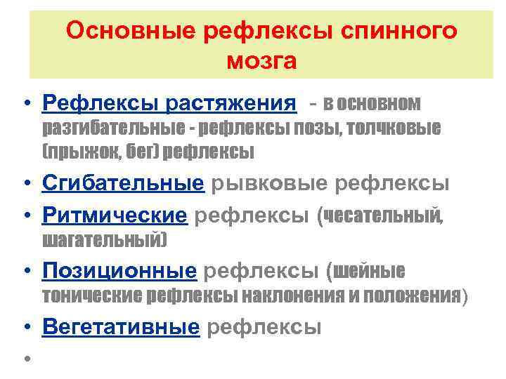 Основные рефлексы спинного мозга • Рефлексы растяжения - в основном разгибательные - рефлексы позы,