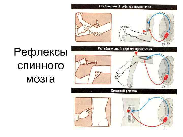 Рефлексы спинного мозга 