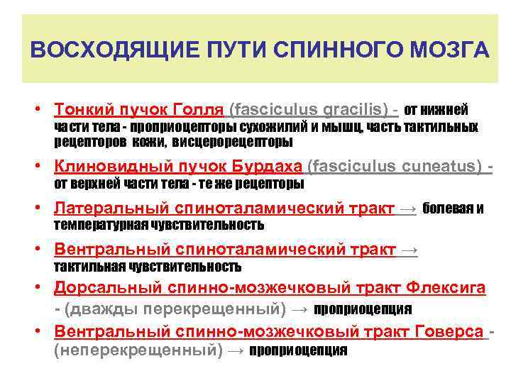 ВОСХОДЯЩИЕ ПУТИ СПИННОГО МОЗГА • Тонкий пучок Голля (fasciculus gracilis) - от нижней части