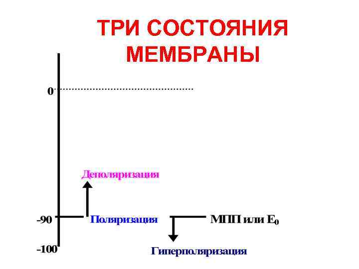 ТРИ СОСТОЯНИЯ МЕМБРАНЫ 