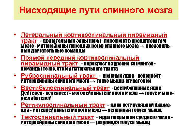 Нисходящие пути спинного мозга • Латеральный кортикоспинальный пирамидный тракт - двигательные зоны коры -