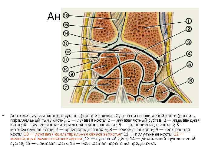 Анатомия • Анатомия лучезапястного сустава (кости и связки). Суставы и связки левой кости (распил,