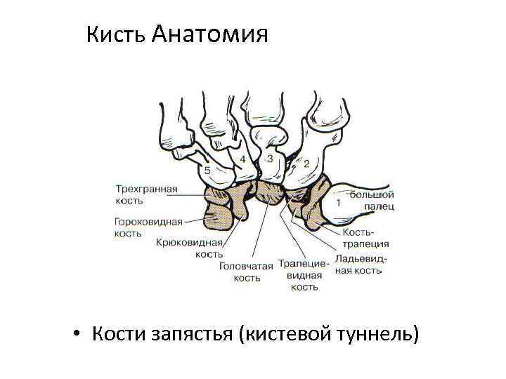  Кисть Анатомия • Кости запястья (кистевой туннель) 