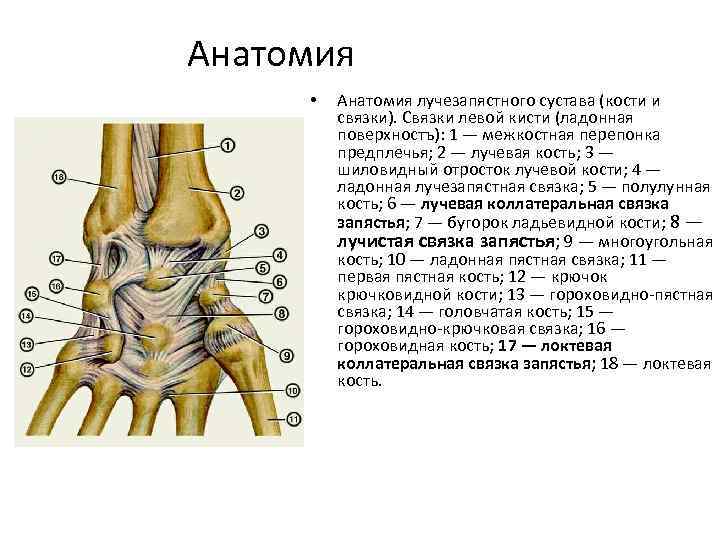 Анатомия • Анатомия лучезапястного сустава (кости и связки). Связки левой кисти (ладонная поверхностъ): 1
