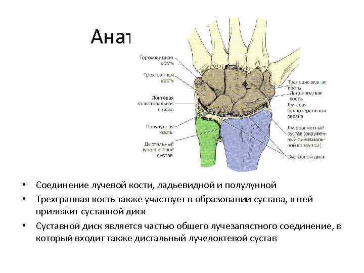 Анатомия • Соединение лучевой кости, ладьевидной и полулунной • Трехгранная кость также участвует в