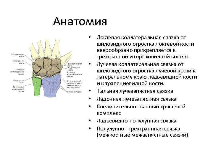 Анатомия • Локтевая коллатеральная связка от шиловидного отростка локтевой кости веерообразно прикрепляется к трехгранной